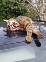 Thug cat part 5 - For he will not do destruction, if he is well-fed, neither will he spit without provocation.