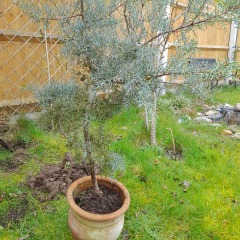 What is this conifer?