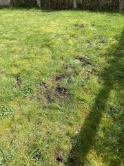 WTF happened to my lawn??? (With photos)