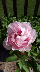 Tree Peony