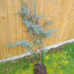What is this conifer?