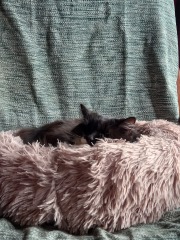 Hundreds of cats, thousands of cats, millions and billions and trillions of cats