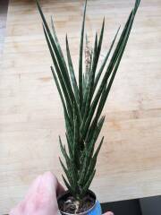 Can anyone ID the potentially poisonous succulent I just licked? (Pics)