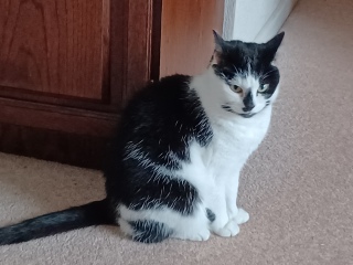 Is my cat overweight, so how much wet food am I supposed to give her?