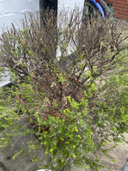 Are these plants dead?