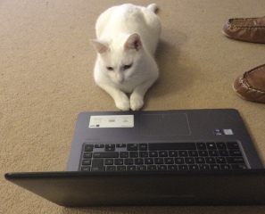 Cats used to be worshiped as Gods...