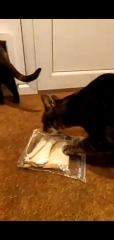 Cats insatiable appetite - help and also some support 