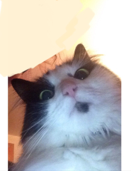 AIBU to think my cat could have written a nicer message in my Mother's Day card?