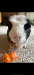 A genuine Guinea pig thread!!! 