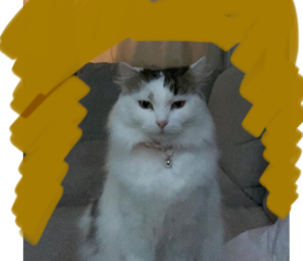 AIBU to think my cat could have written a nicer message in my Mother's Day card?