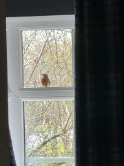 Any garden bird experts about?