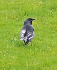 A question about Corvids