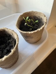 Next steps with my indoor seed plants