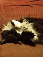 Hundreds of cats, thousands of cats, millions and billions and trillions of cats