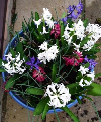 Spring and Summer Bulbs 2023
