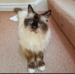 Adopting a rescue ragdoll