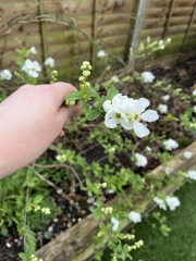 What’s this pretty plant?