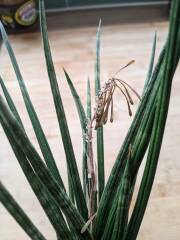 Can anyone ID the potentially poisonous succulent I just licked? (Pics)
