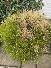 Are these plants dead?