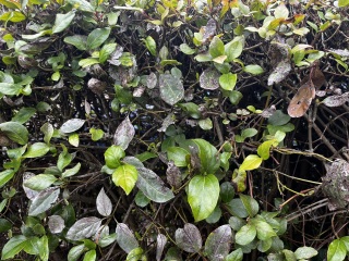 Can this be rescued and how?