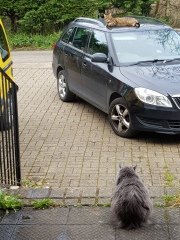 Thug cat part 5 - For he will not do destruction, if he is well-fed, neither will he spit without provocation.