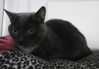 I need an older cat for my DM. Where from?