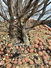 Are these plants dead?