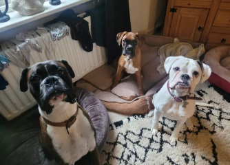 Put me off getting a boxer puppy! 