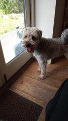 What breed is this little dog?