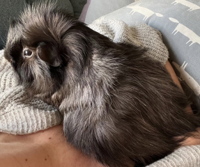 A genuine Guinea pig thread!!! 