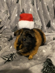 A genuine Guinea pig thread!!! 