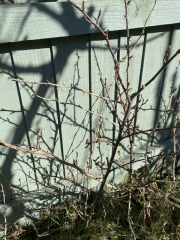 What do your gooseberry plants look like now?