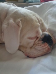 Put me off getting a boxer puppy! 