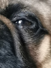 Any vets/vet nurses about? Spot on eye