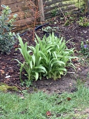 Plant id and some vinca advice please