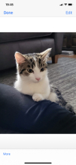 Settling a new kitten in with the existing hooligan