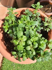 Please help me identify this plant!