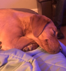 Tell me everything I need to know about Labradors please!
