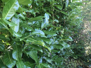   Plant id anyone please?