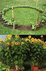 Creating a secret den in the garden