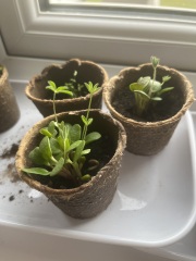 Next steps with my indoor seed plants