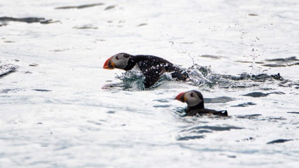 A question about Corvids