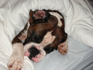 Put me off getting a boxer puppy! 