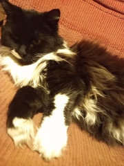 Hundreds of cats, thousands of cats, millions and billions and trillions of cats