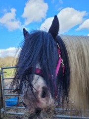 I bought a pony!!!