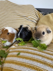 A genuine Guinea pig thread!!! 