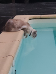 Adopting a rescue ragdoll