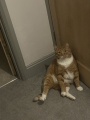 What has your experience of ginger  cats been ? 