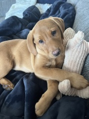 Honey the Labrador puppy