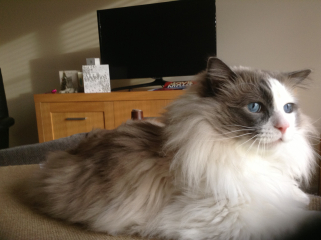 Adopting a rescue ragdoll